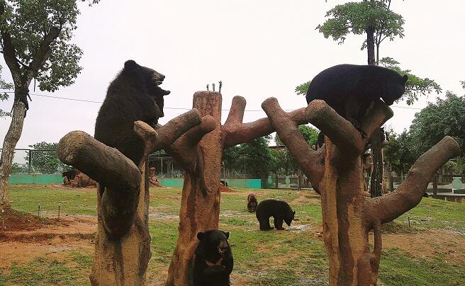 平南雄森動物園是一家集獅子,老虎,鱷魚,犀牛,黑熊,長頸鹿,駱駝,天鵝