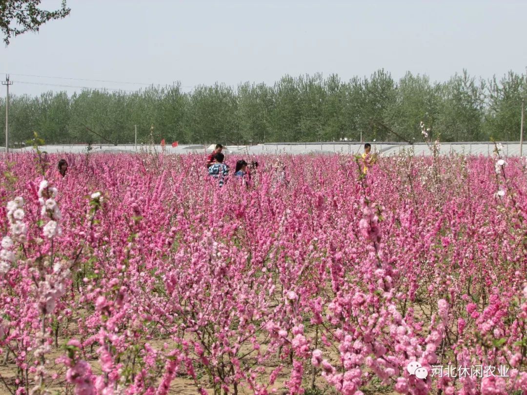 周家庄采摘园简介图片