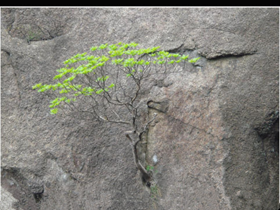 绝处逢生图片小草图片