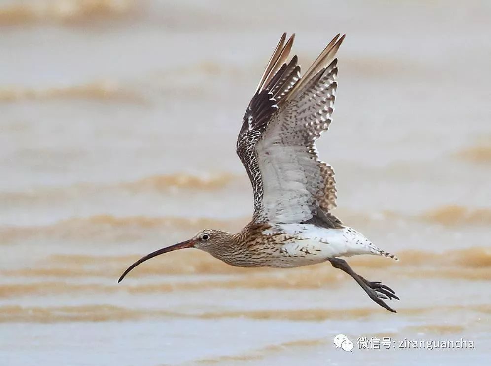 滨海湿地水鸟调查,被优先关注的24种受胁水鸟 你都认识吗?