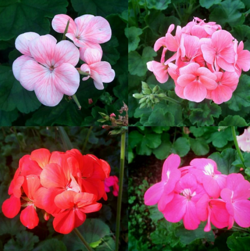 这5种漂亮花卉,好养花量还超大,一年四季花开不断