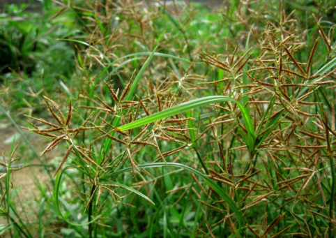 此草是婦科病