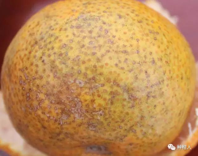 柑橘炔螨特药害图片图片