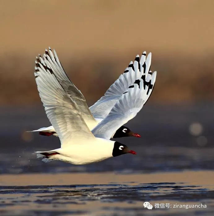 濱海溼地水鳥調查被優先關注的24種受脅水鳥你都認識嗎