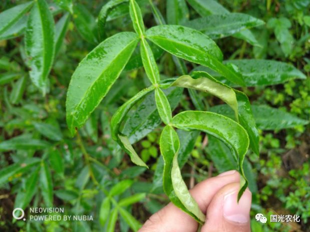 【技術】青花椒樹卷葉,很可能是木蝨危害?