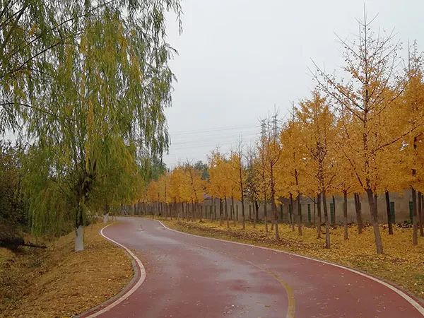 雨絲微涼來常營公園聽一段秋雨和銀杏的故事