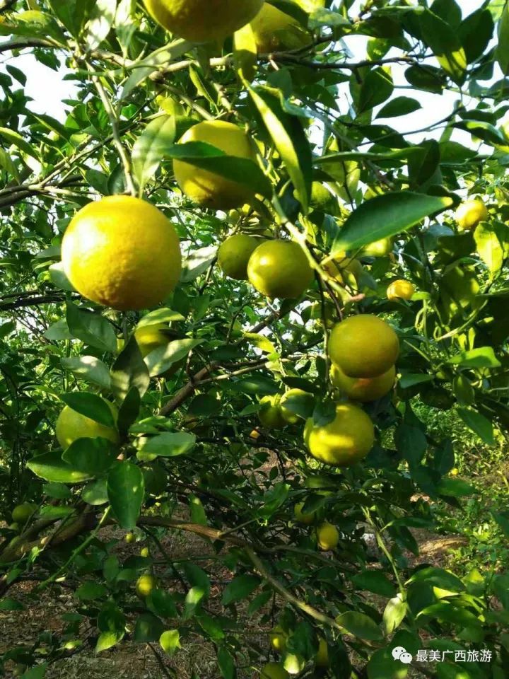 蘑菇特柑橘图片图片