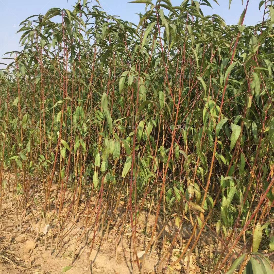 大黄桃树苗基地批发价格