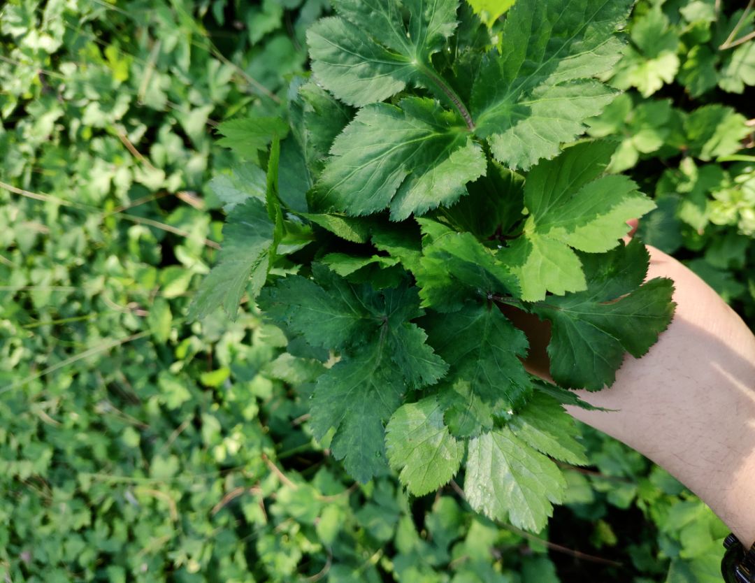 野菜鸭脚板