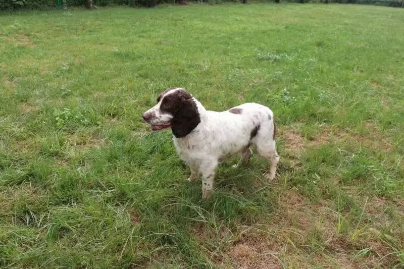 搜救的犬的品種主要有德國牧羊犬,馬裡努阿犬,拉布拉多犬,史賓格犬等