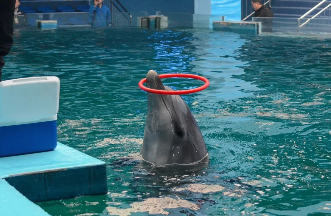 郑州海洋馆海豚图片