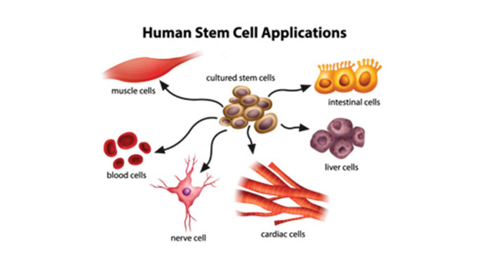 间充质干细胞示意图图片