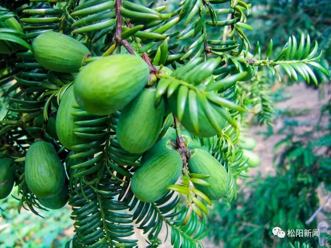 又到一年吃香榧时松阳七万亩香榧茁壮成长