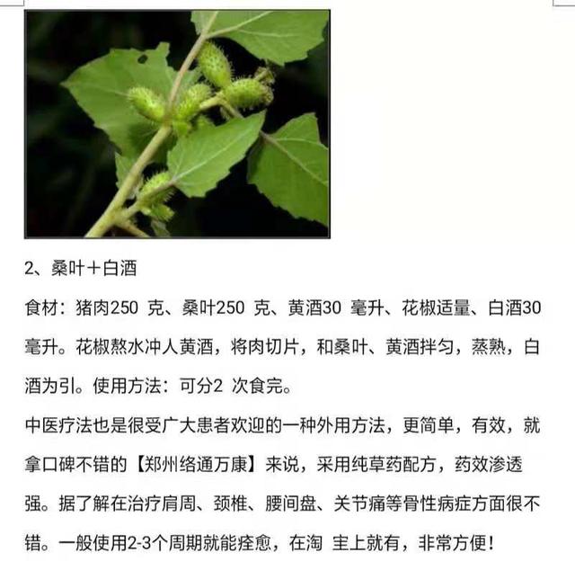 苍耳治风湿秘方图片