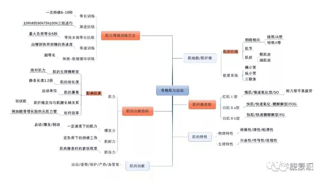 骨骼与肌肉的思维导图图片