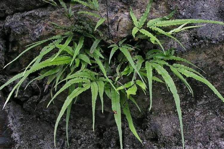 凤尾草图片功效和用量图片