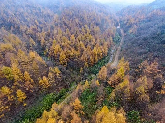 龙山万宝山林场被秋色染成一座座金山