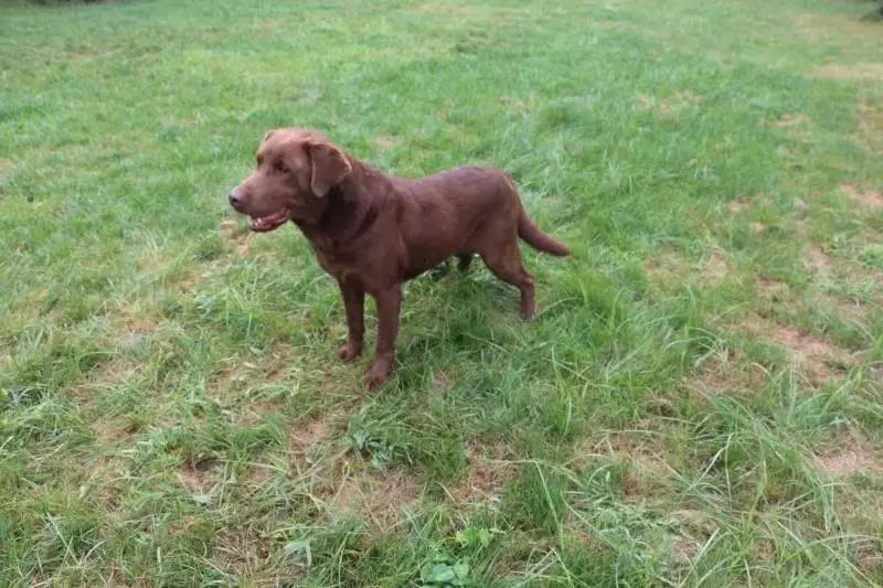 搜救的犬的品種主要有德國牧羊犬,馬裡努阿犬,拉布拉多犬,史賓格犬等