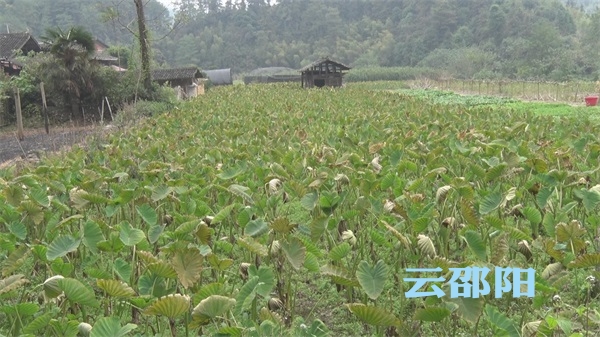 绥宁女团干为扶贫华丽转身 最美香芋妹 苏知付