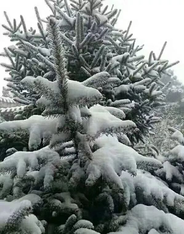 11月7日立冬中到大雪降溫突襲山西多地立冬前迎來第一場雪