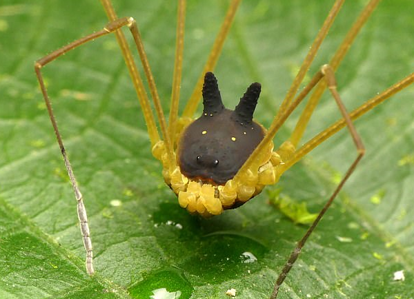 慎点 摄影师发现怪异 狗头 蜘蛛长着两只黄色 眼睛 外形