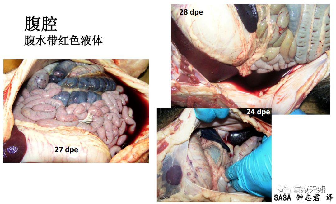 非洲猪瘟临床症状和病变图谱