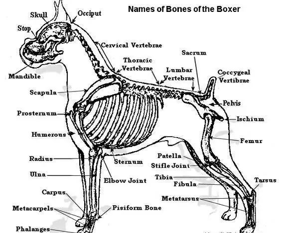 格力犬身体结构图图片