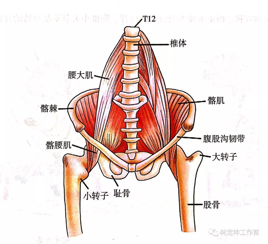 谈骨论筋 