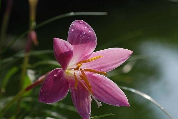 11月行大運發大財,財運如雨後春筍般成長,貴人伸援手的生肖!