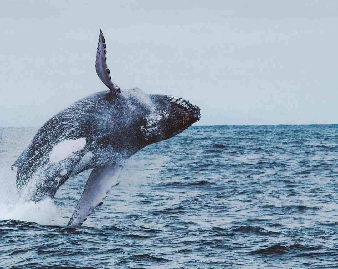 深海鲸鱼 孤独图片