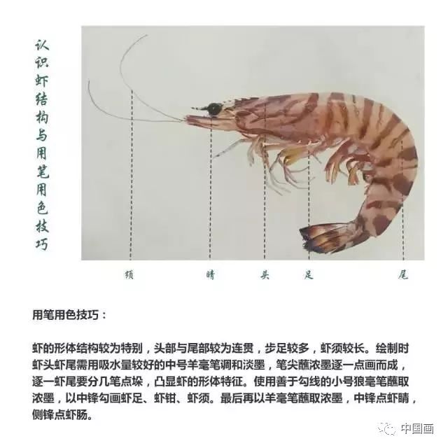 一般来说,国画虾一般画的是沼虾(河虾)沼虾(河虾),属节肢动物