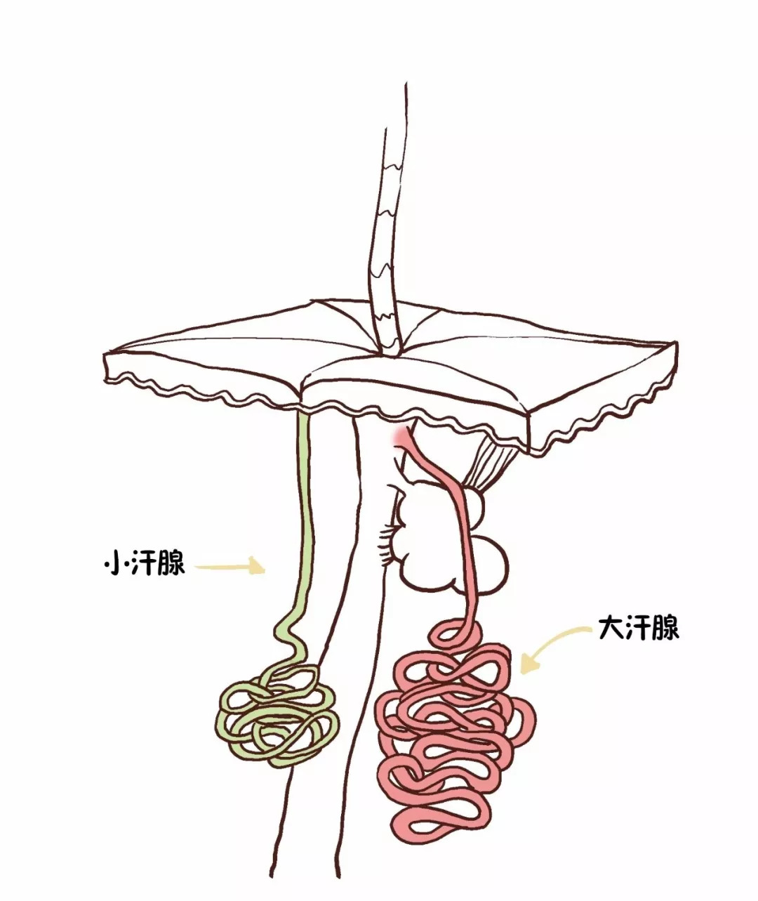 另一種叫大汗腺(又稱頂漿腺),一般沒有味道;小汗腺排汗較稀,人體的