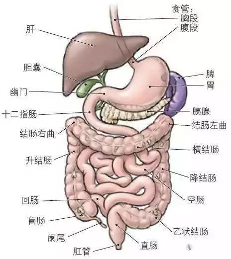 大肠解剖位置图片