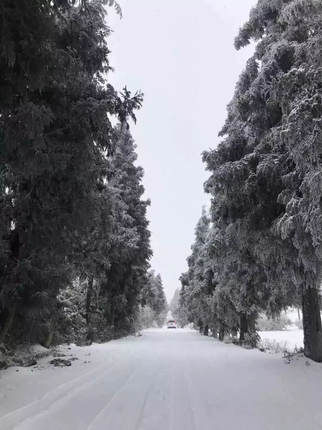 利川齐岳山雪景图片