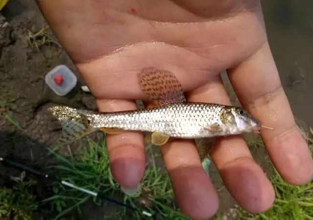 這魚是棒花魚還是蝦虎魚