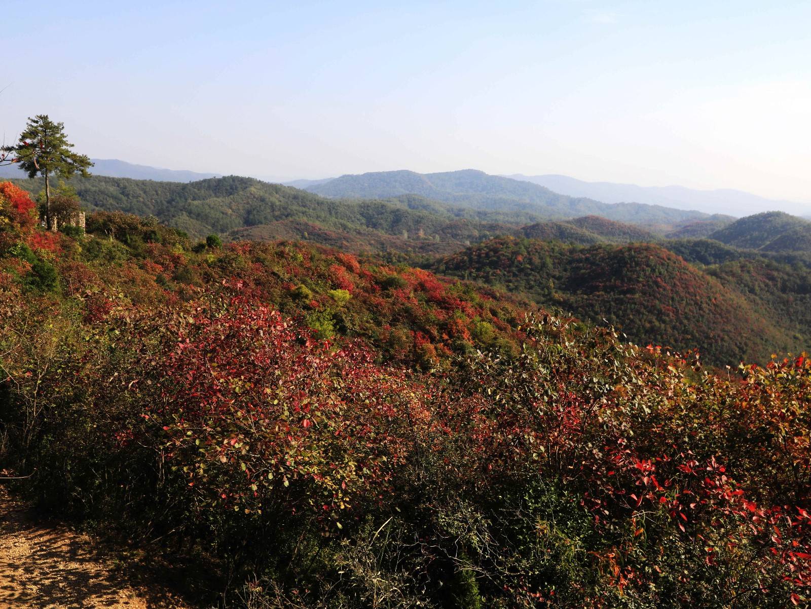 诗画湖北远安翟家岭看漫山红叶美如云霞