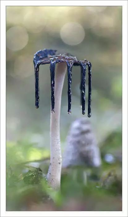 大脑蘑菇 恐怖图片