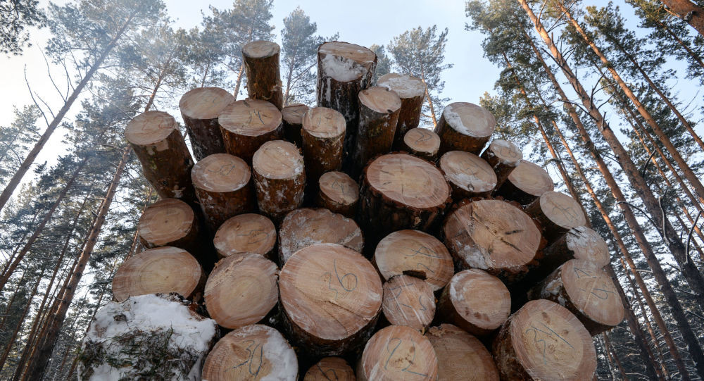 打擊非法采伐！俄羅斯可能將暫停對華木材出口 國際 第1張