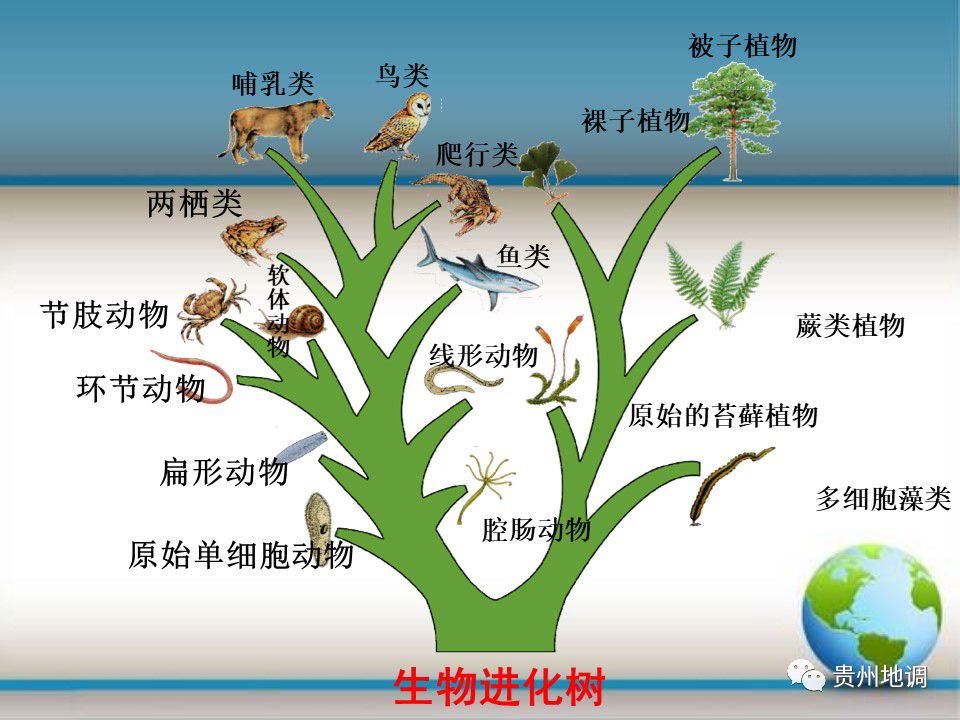 生物进化顺序图图片