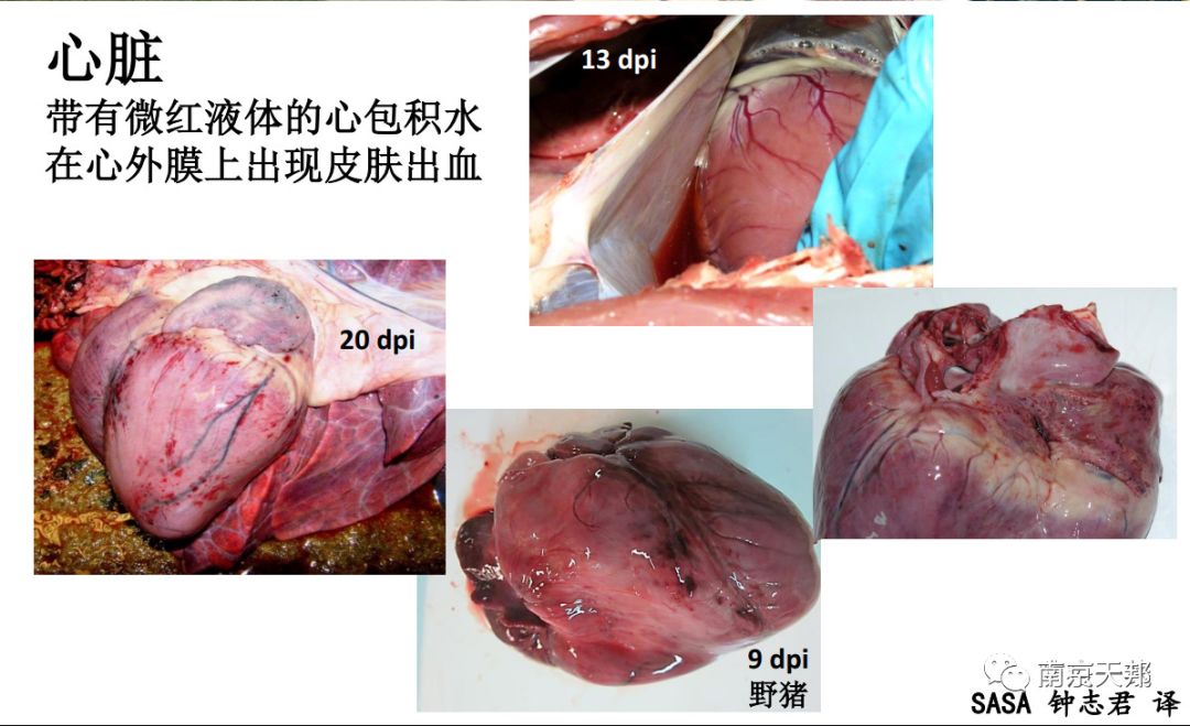 非洲猪瘟临床症状和病变图谱