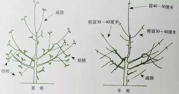 树木修剪示意图图片