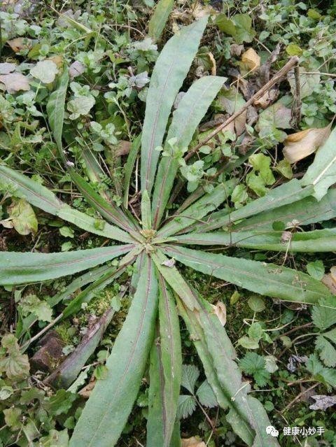 4種野菜常食清理腸道潤肺止咳