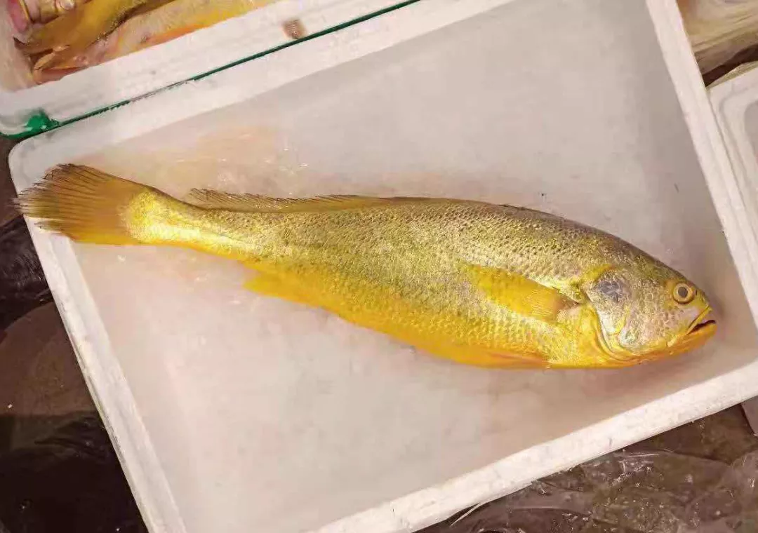 乌苏里江最大的黄鱼图片
