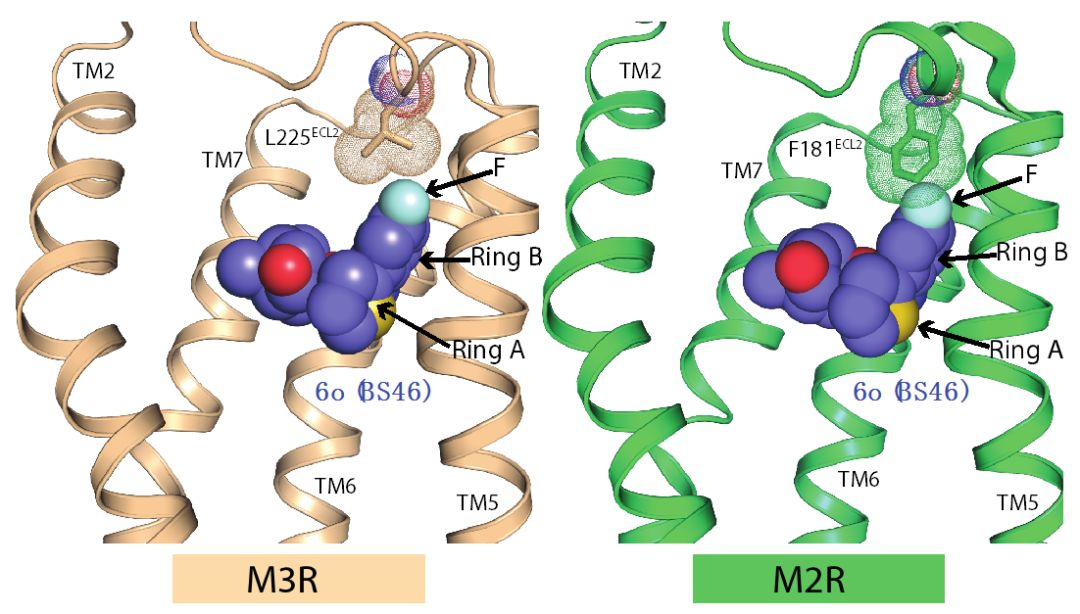 kobilka研究组《pnas》发文报道基于结构设计m3毒蕈碱乙酰胆碱受体