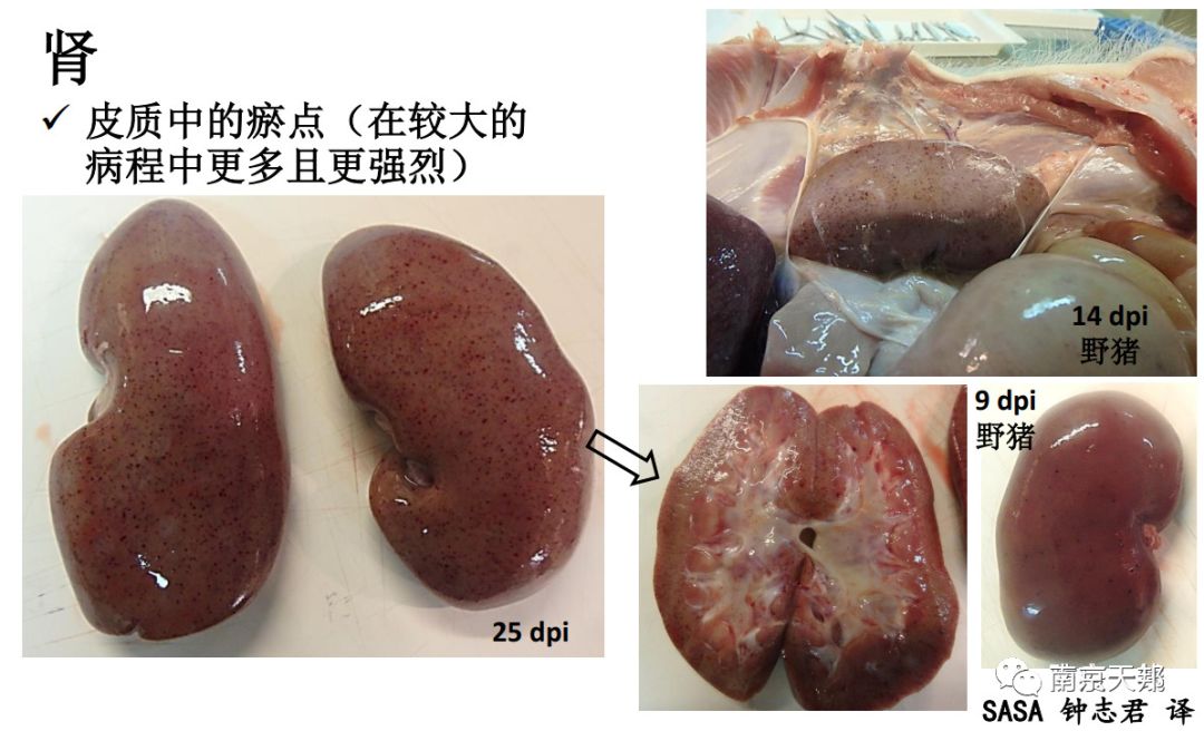 非洲猪瘟临床症状和病变图谱