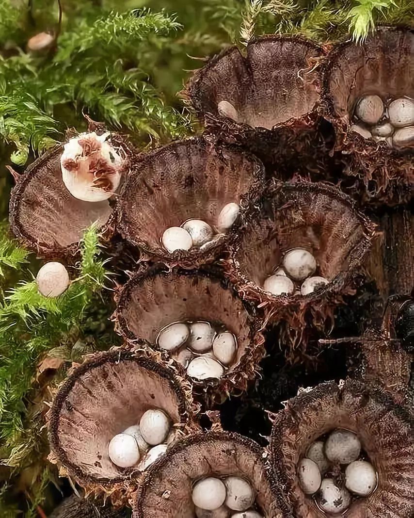 隆紋黑蛋巢菌在中國許多地區都有生長,記載可藥用.