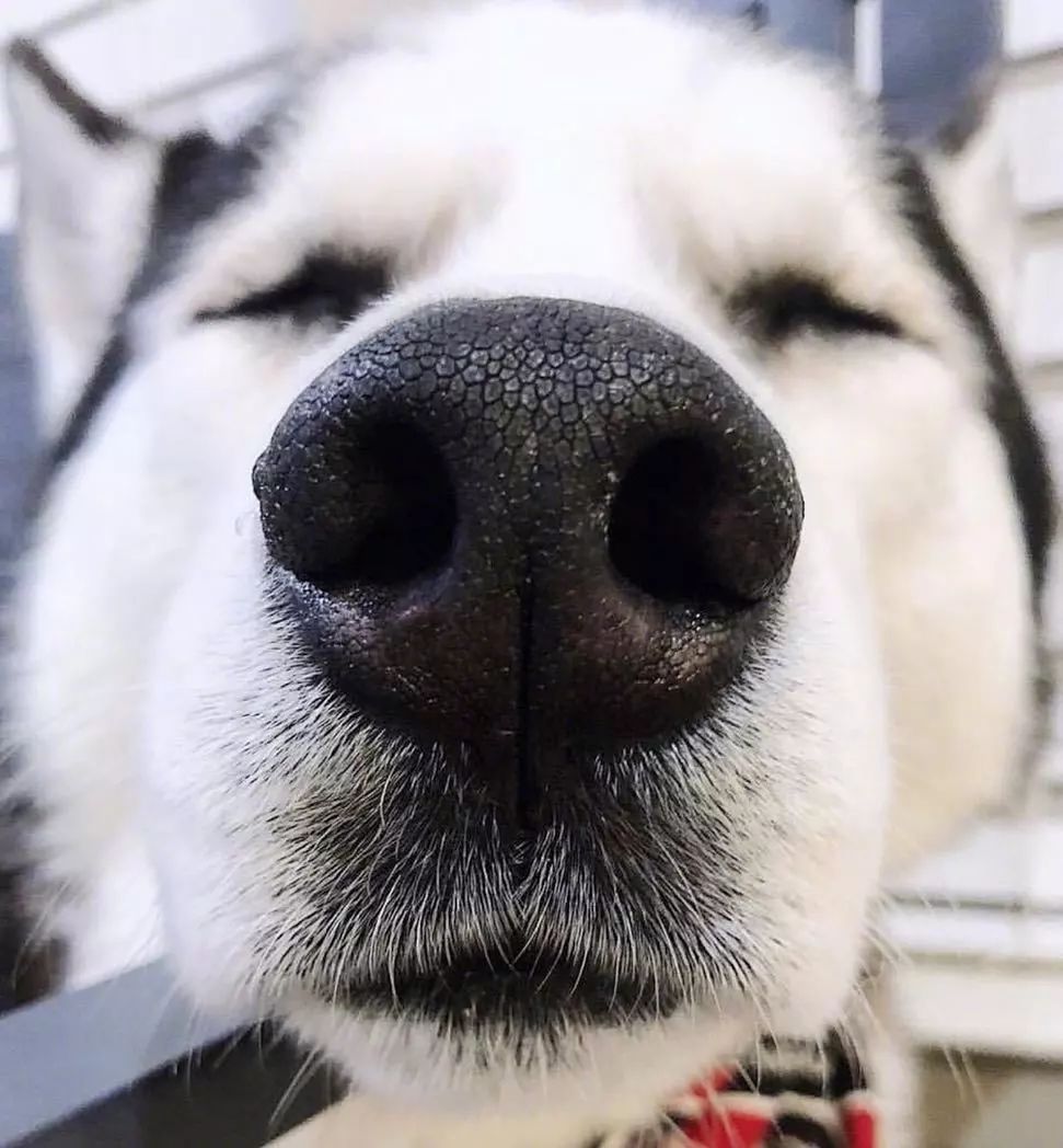 可爱狗子在线用鼻子发射快乐光波,请注意查收!