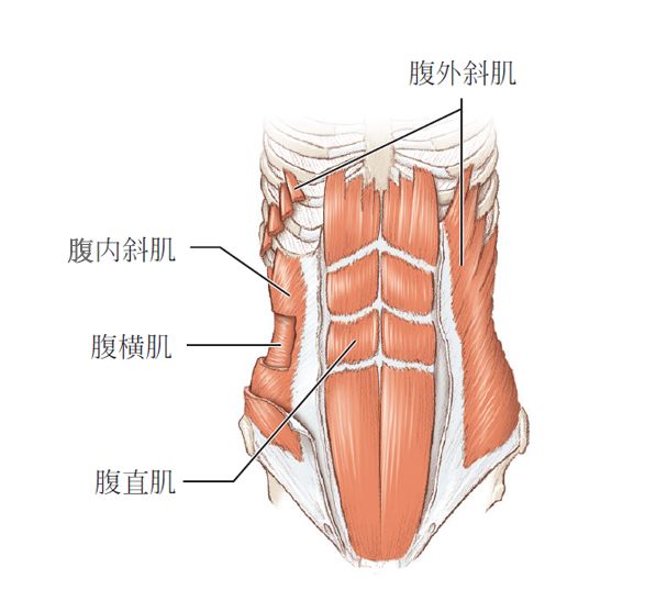 腹横肌在哪个位置图片图片