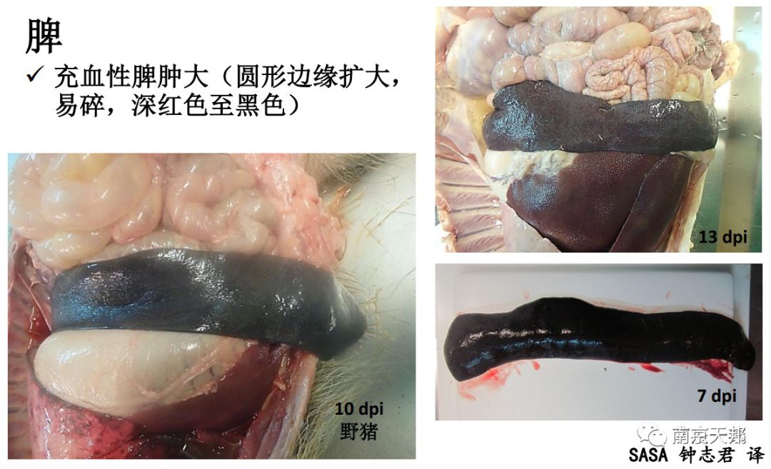 非洲猪瘟解剖图和症状图片