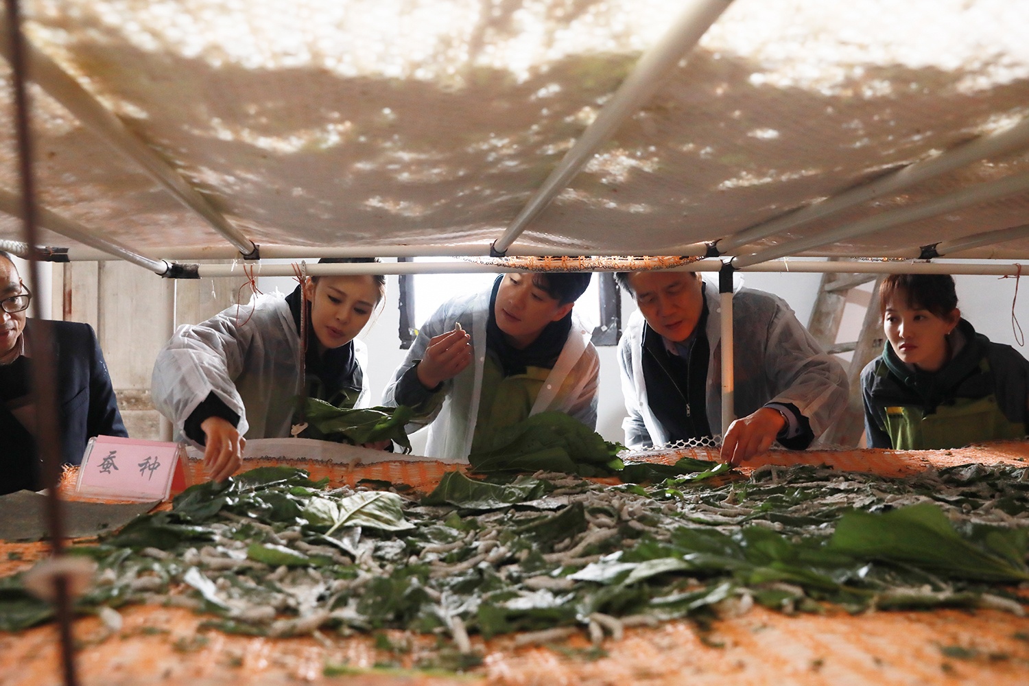 佟大为关悦种桑树荐美食 助力四川仪陇扶贫